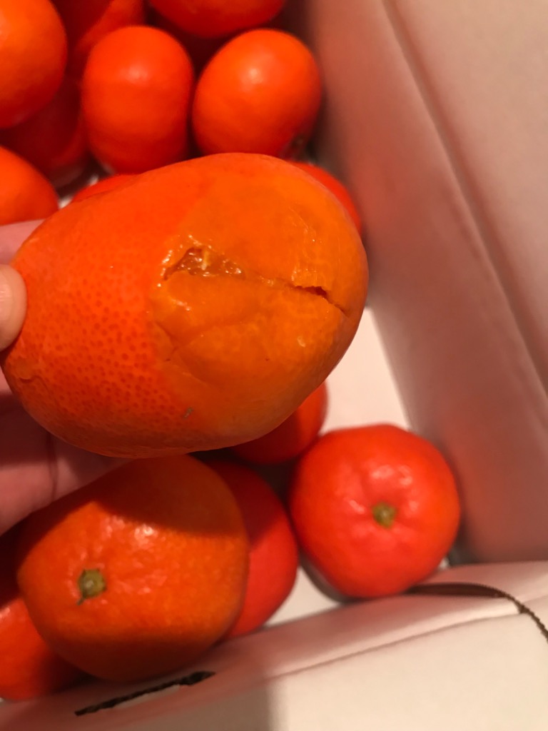 2024年再販予定無】小原紅早生みかん 約５ｋｇ ２Ｌサイズ（約３０個） 香川県産 : 美味旬果 - 通販 - Yahoo!ショッピング