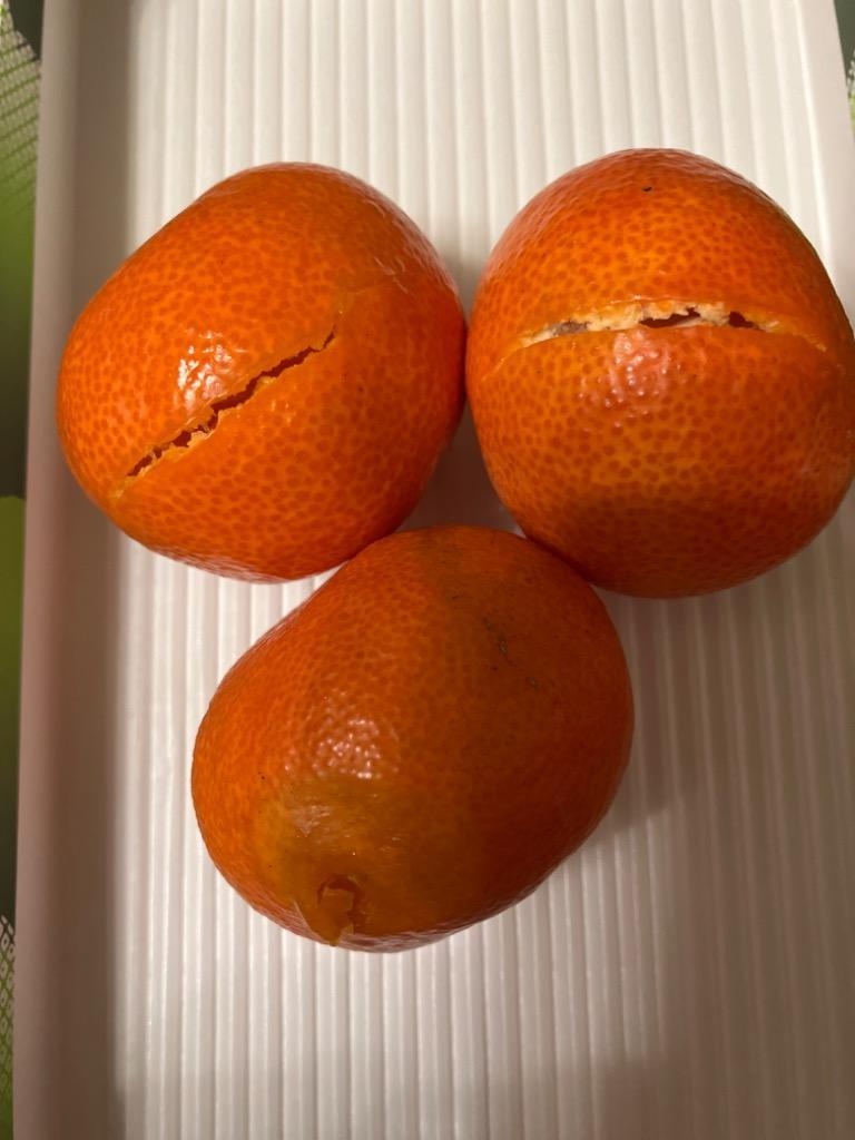 2024年再販予定無】金時紅みかん (小原紅みかん） 約5kg 2S