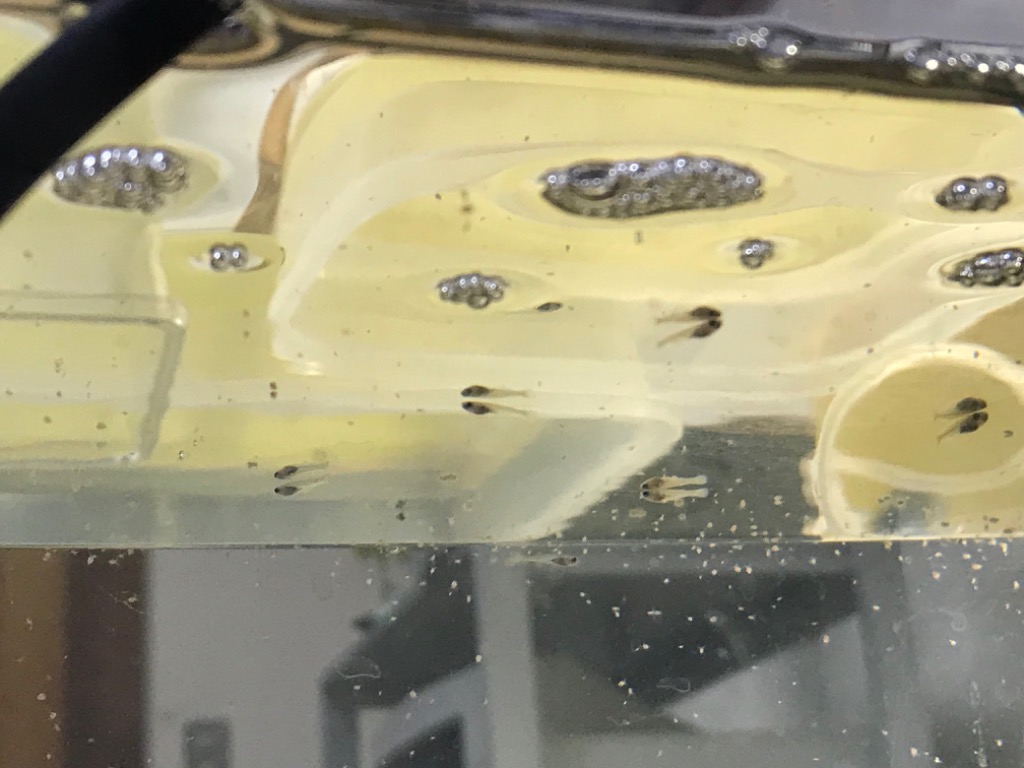 全体のレビュー画像 | 0-0