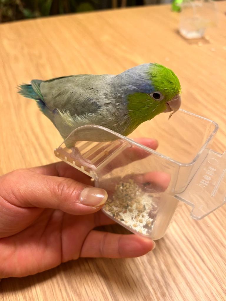レビュー画像