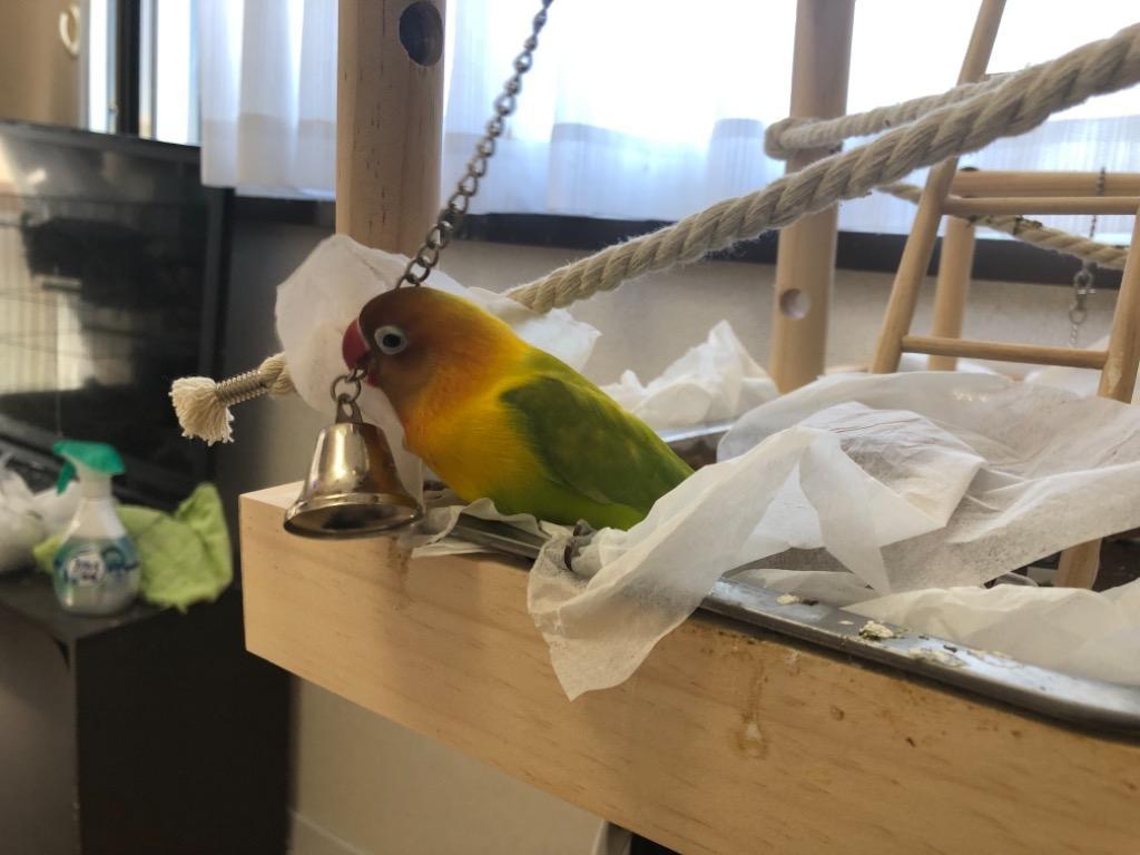 ALOHA HEAVEN アロハ ヘブン オリジナル ステンレス ベル 9996082 鳥 とり トリ 鳥用品 インコ オウム おもちゃ TOY  ステンレス :0-200001010128-10:飼鳥用品専門店BIRDMORE 通販 