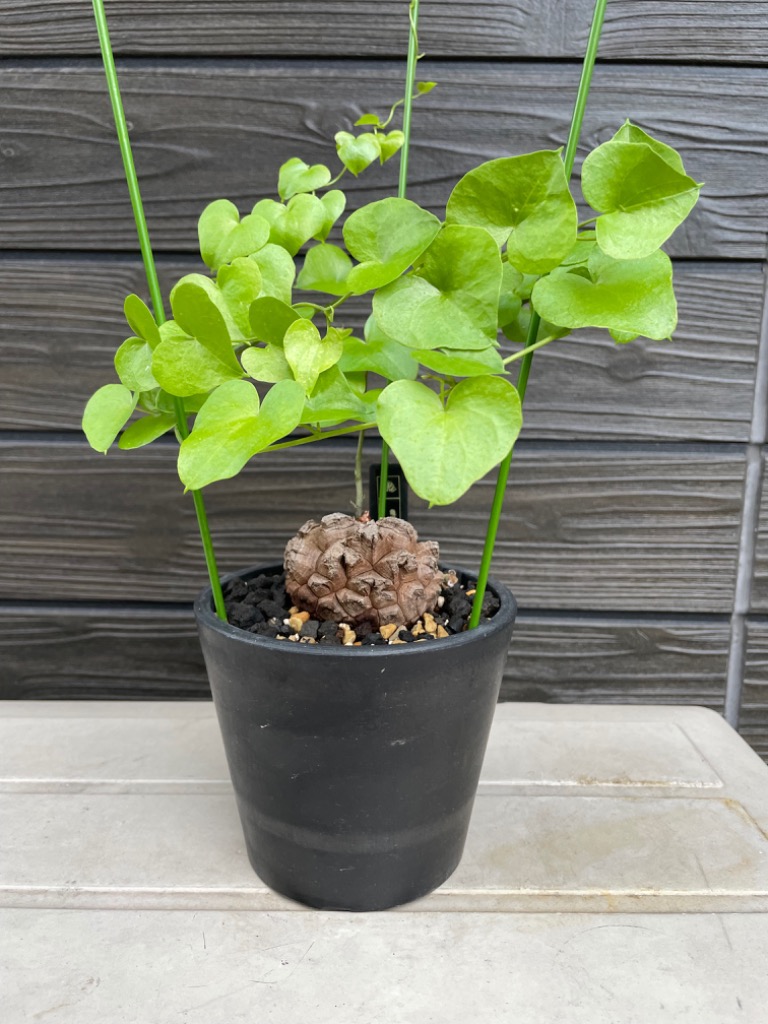 植木鉢 ブラックポット12 black plastic pot 径12cm 高さ10cm 4