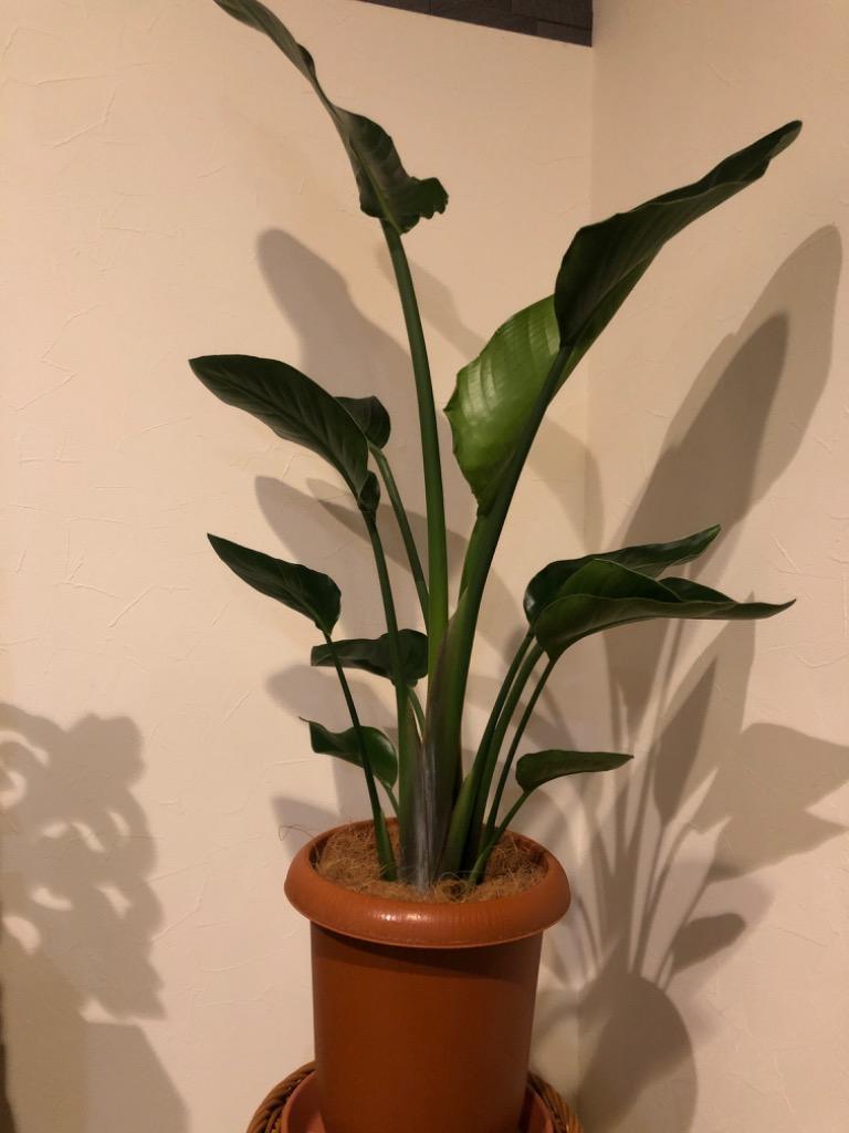 フク⑳　ストレリチア　オーガスタ　8号　2苗植え特大苗木最高等級極上品‼️ ⑩ ストレリチア オーガスタ 8号 2株植え 特大 期間限定 サマー