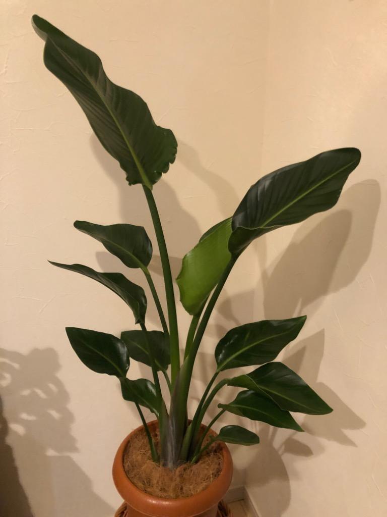 ⑫　ストレリチア　オーガスタ　8号　2苗植え　特大苗木最高等級　極上品‼️ ⑩ ストレリチア オーガスタ 8号 2株植え 特大 期間限定 サマー