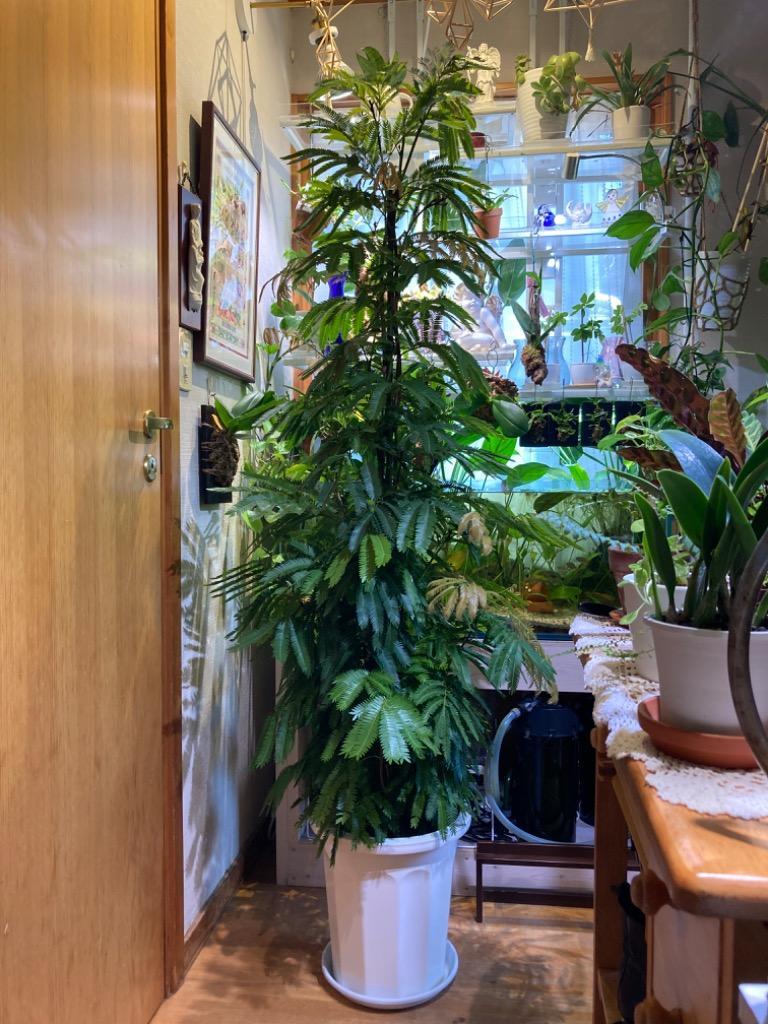 立派♡ 希少♡斑入り♡エバーフレッシュ♡ネムの木♡観葉植物♡インテリア♡ 立派♡ 希少♡斑入り♡エバーフレッシュ♡ネムの木♡観葉植物