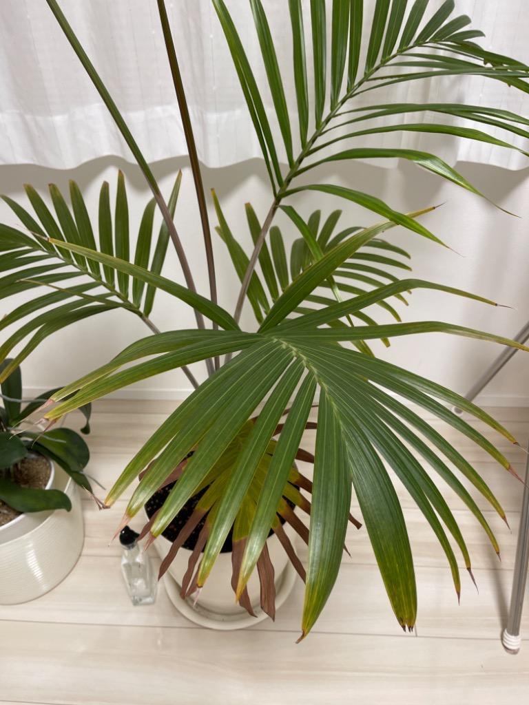 ユスラヤシ（キングパーム） | いぶすき観葉植物｜観葉のまち指宿