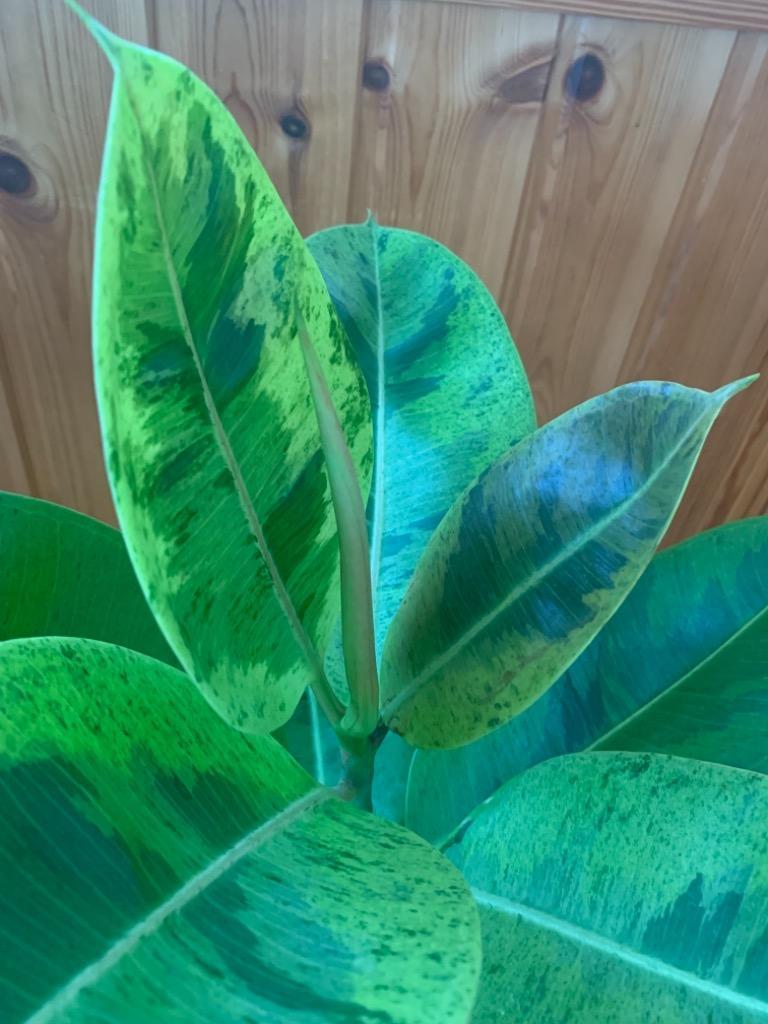 1件目のレビュー画像 | 1