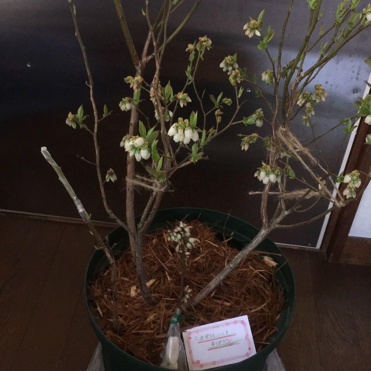 鉢植え ブルーベリーの木 ４年 母の日 鉢 :bhhk4:鉢植えブルーベリーショップ - 通販 - Yahoo!ショッピング