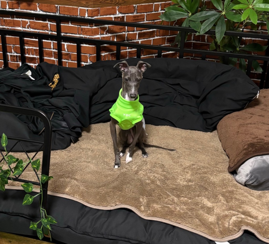 Amazon | イタリアングレーハウンド 服 イタグレ おしゃれ 犬服