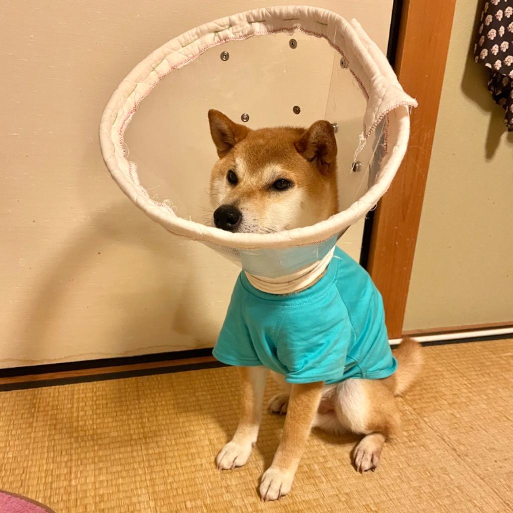 7件目のレビュー画像 | 0