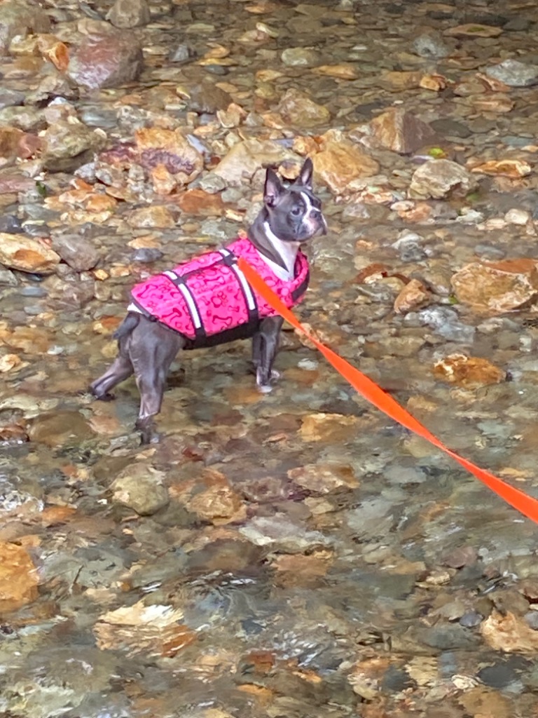ライフジャケット 犬用 ドッグ Dog ペット 安全 安心 セーフティ