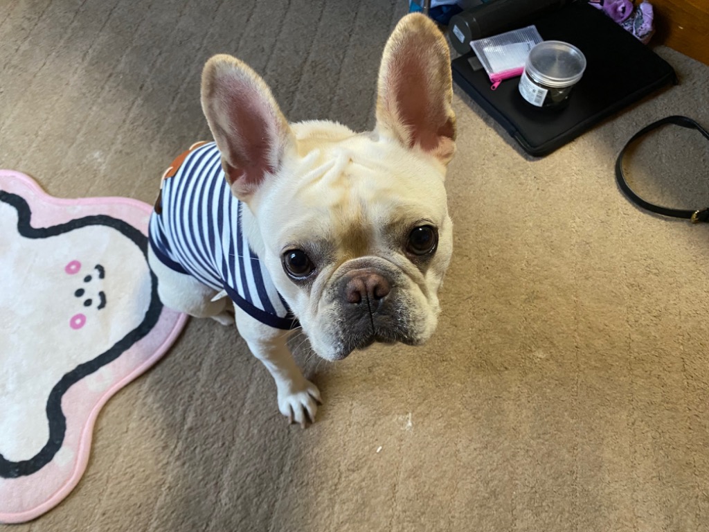 犬服 ボーダータンクトップ フレブル パグ フレンチブルドッグ