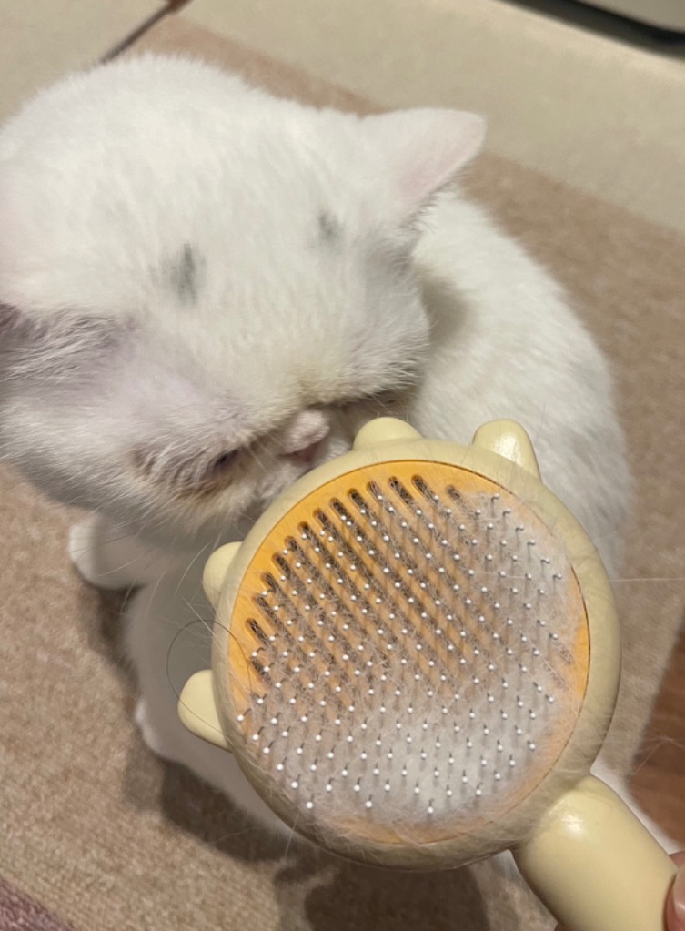 全体のレビュー画像 | 1-1