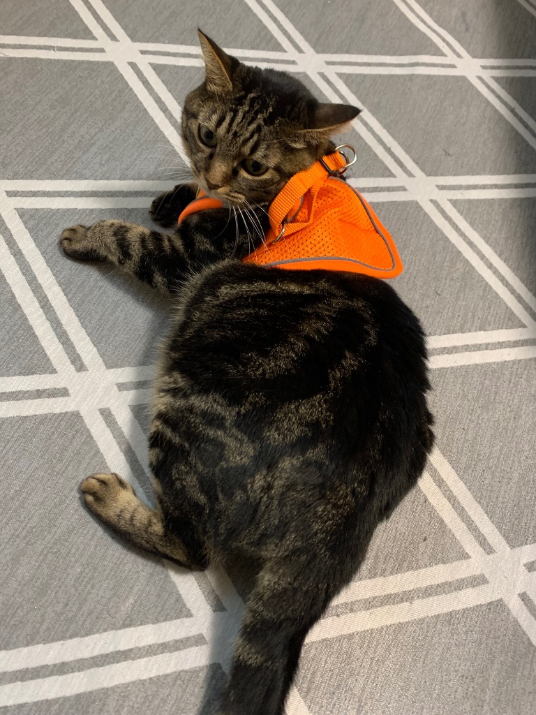 全体のレビュー画像 | 10-0