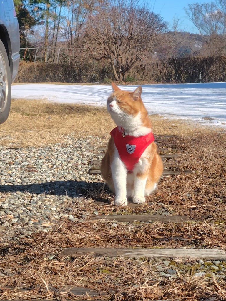 全体のレビュー画像 | 2-0