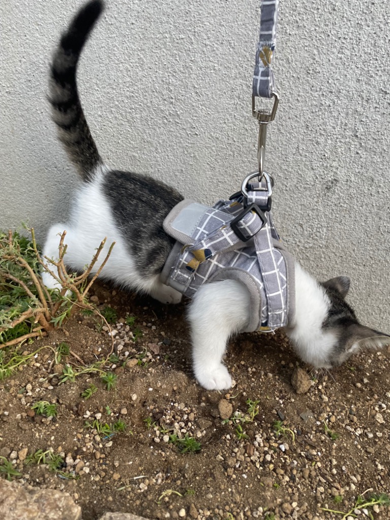 全体のレビュー画像 | 5-0