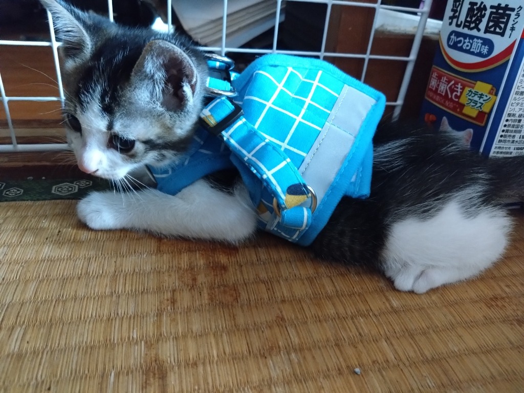 全体のレビュー画像 | 10-0