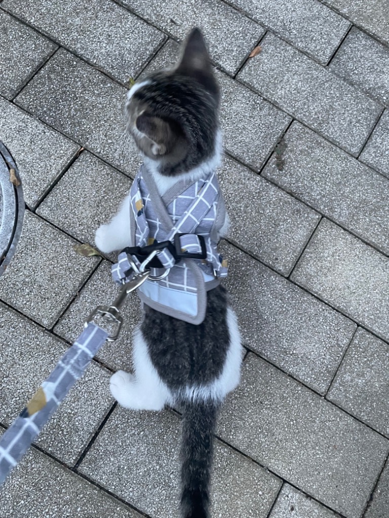 全体のレビュー画像 | 5-1