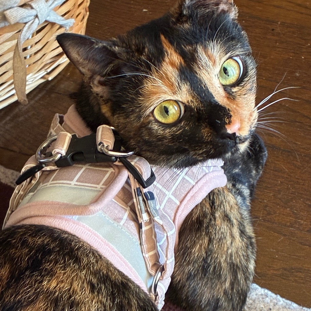 5件目のレビュー画像 | 0