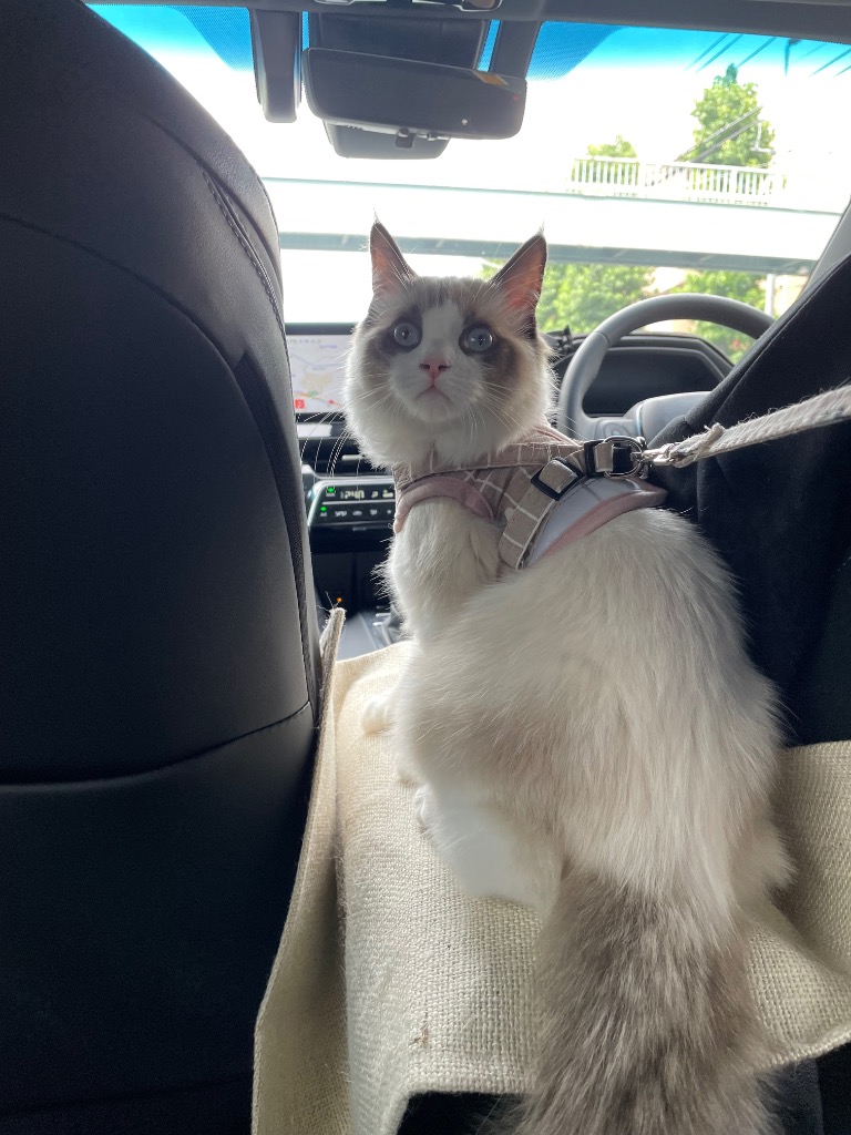 全体のレビュー画像 | 2-0