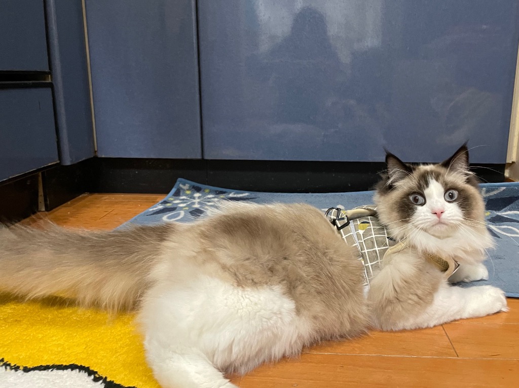 全体のレビュー画像 | 0-0