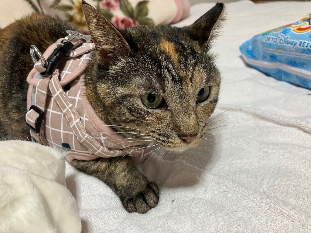 全体のレビュー画像 | 7-0