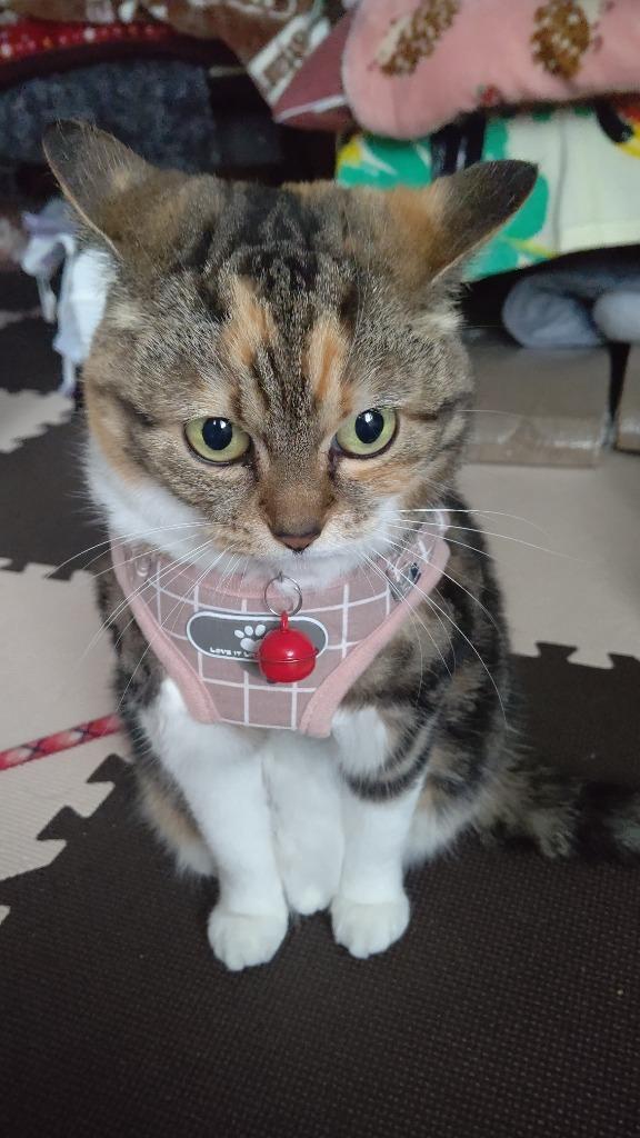 全体のレビュー画像 | 11-0