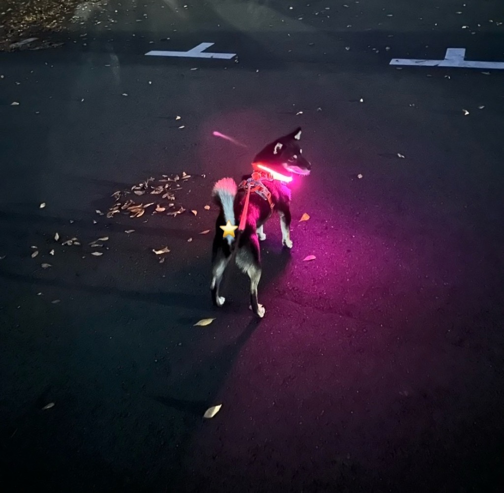 全体のレビュー画像 | 0-0