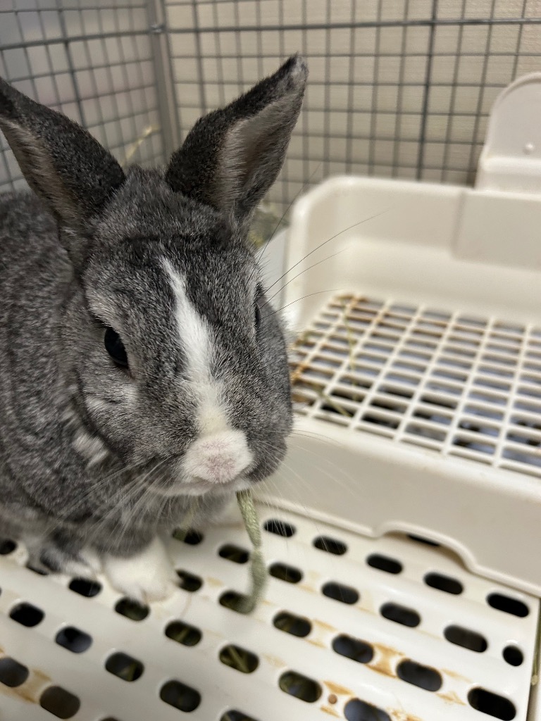 全体のレビュー画像 | 3-1