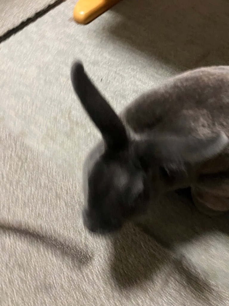 全体のレビュー画像 | 0-0