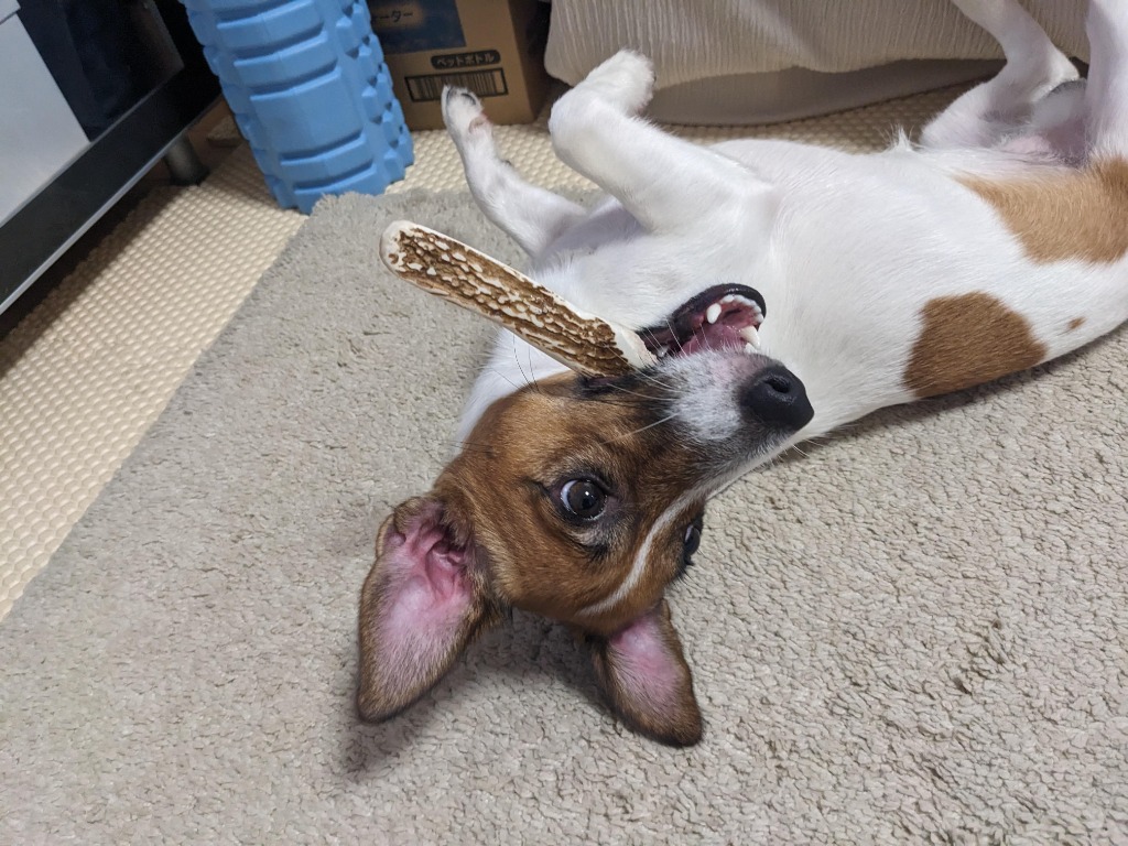 レビュー画像