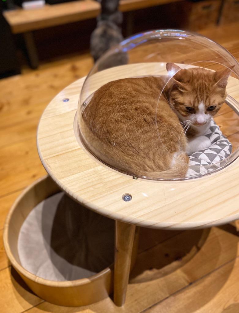 RAKU 宇宙船猫ハウス ペット用ベッド 透明宇宙船 高質素材  5kg以下 Amazon | 【RAKU】 宇宙船ハウス ペット用ベッド 透明宇宙船 高