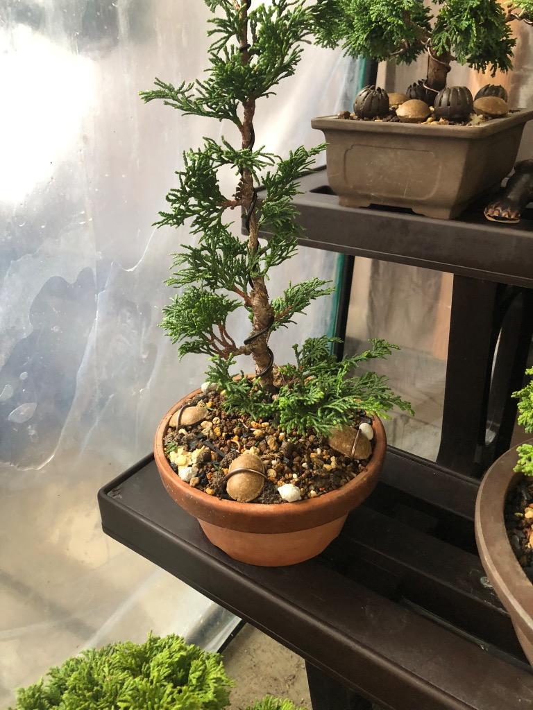 1703アルミ線 黒 1kg 太さ2.0mm未満/Aluminum wire black 1kg : 盆栽 