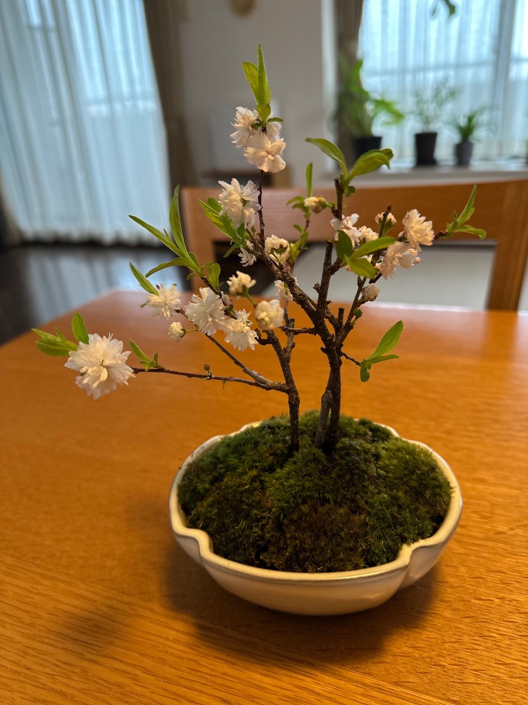盆栽 苔 コケ 1パック 山苔 盆栽苔 苔玉 苔盆栽 苔テラリウム