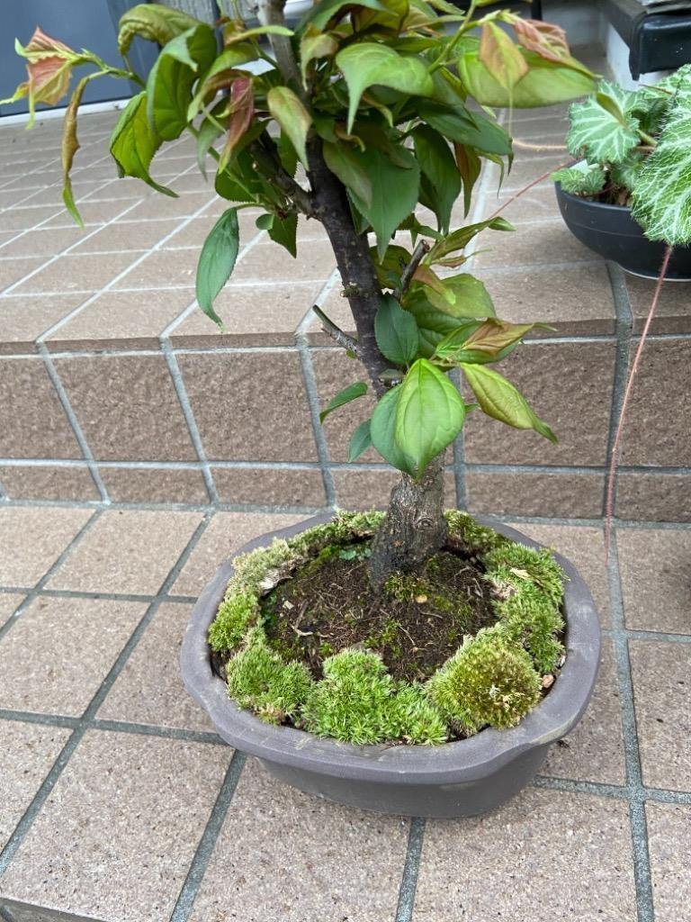 盆栽 苔 コケ 1パック 山苔 盆栽苔 苔玉 苔盆栽 苔テラリウム