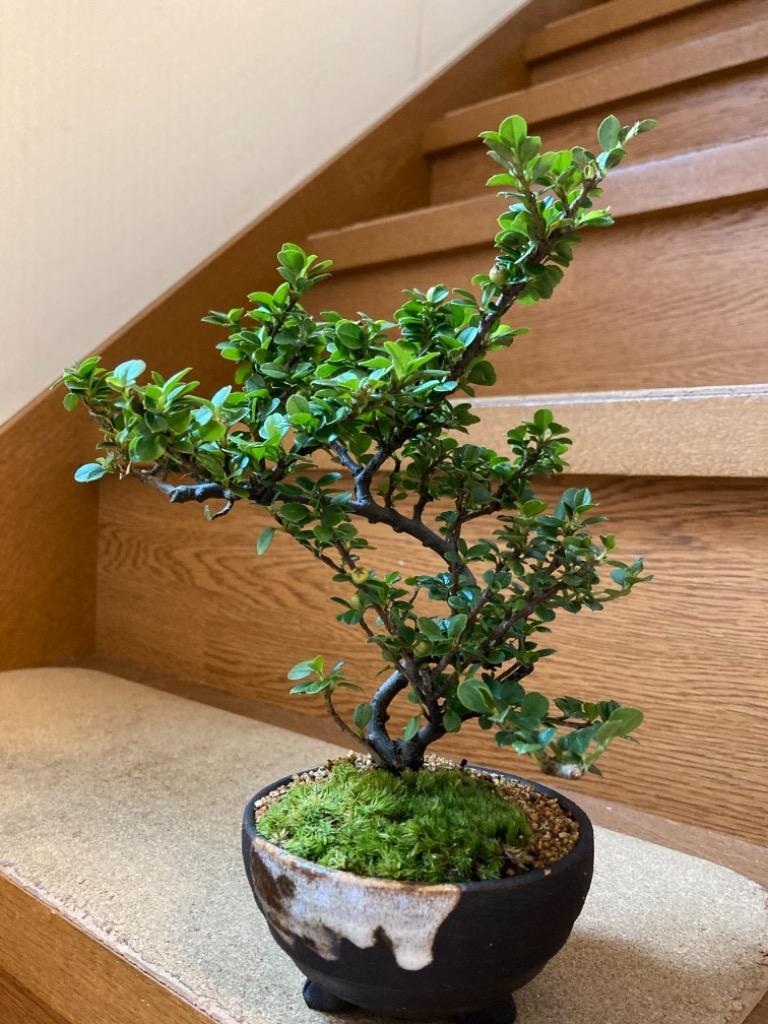 紅紫檀(べにしたん) 小さくてかわいい実のなる盆栽 ベニシタンのミニ