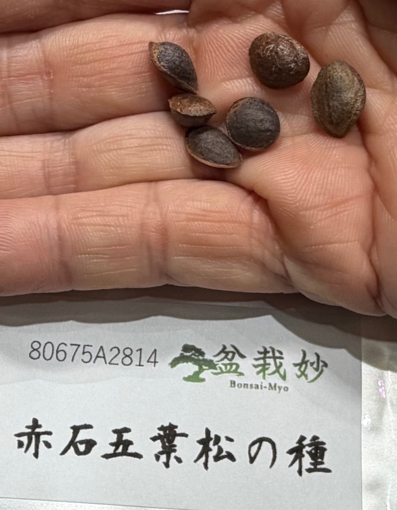 盆栽の種 赤石五葉松の種 約6粒 種子 種から育てる盆栽冊子付き 盆栽の種 赤石五葉松の種 約6粒 種子 種から育てる盆栽冊子付き