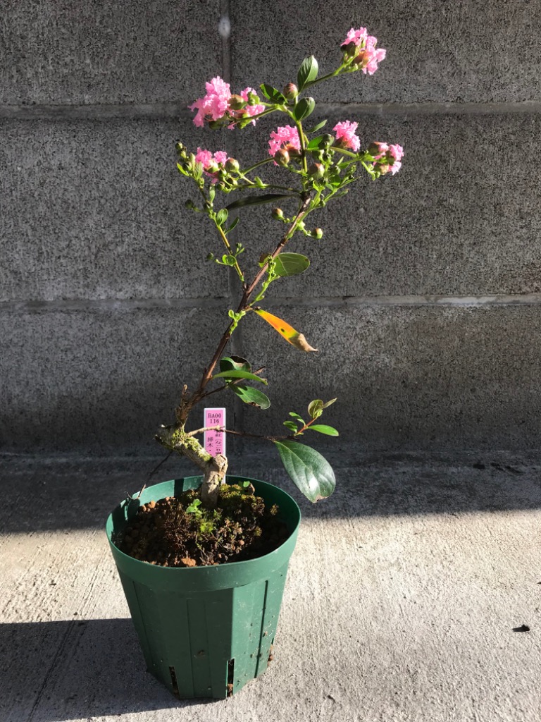 盆栽 ミニ盆栽 「百日紅（なごり雪）」 サルスベリ さるすべり 花物