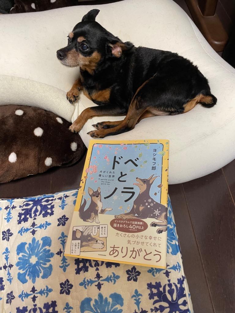 ドベとノラ 犬がくれた優しい世界 ヨシモフ郎／著 教養新書の本その他