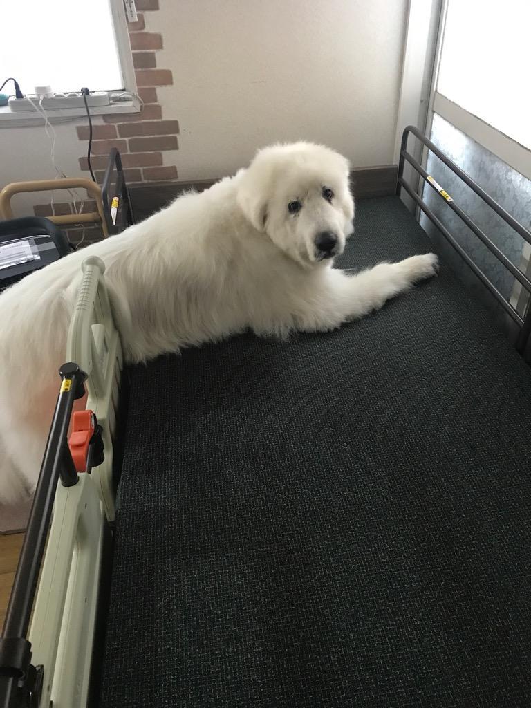 愛犬のための 症状・目的別 高齢犬ケア百科 食べる・歩く・排泄困難、加齢による病に対応 Amazon.co.jp: 愛犬のための 症状・目的別 高齢犬ケア百科