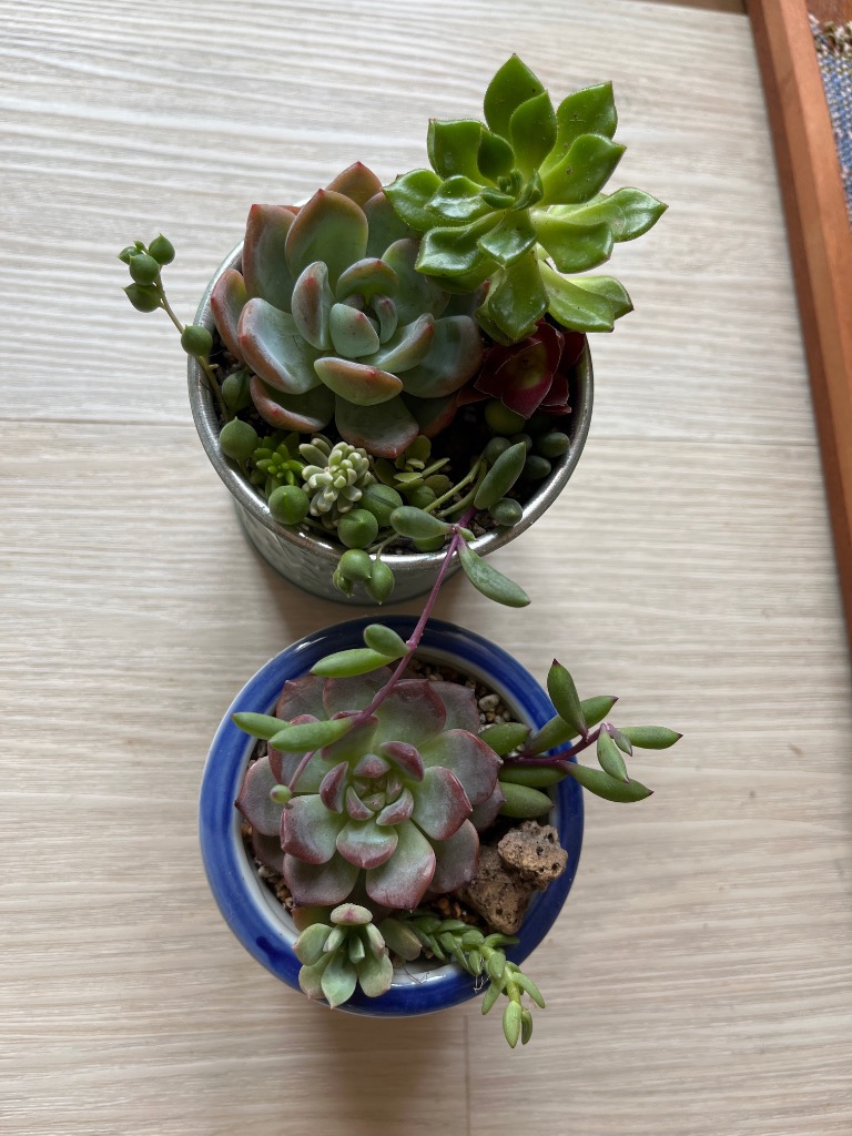 送料無料!!】多肉植物 カット苗 おまかせ 詰合せ 寄せ植えに
