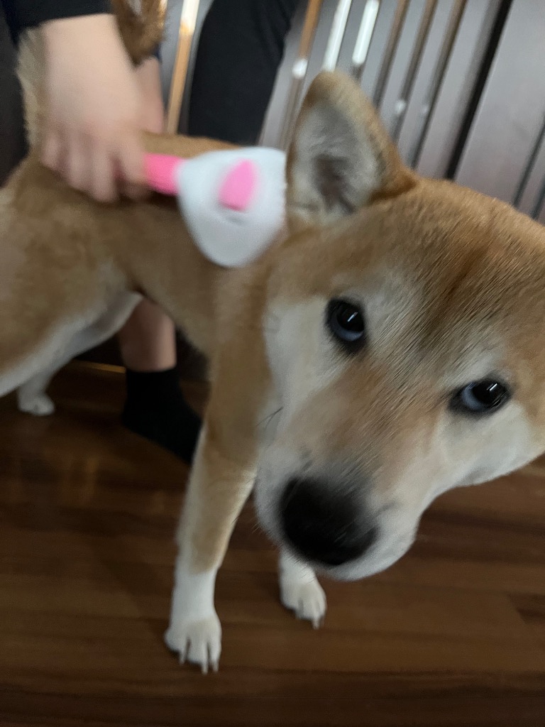レビュー画像