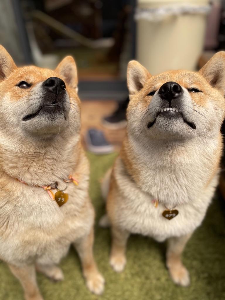 全体のレビュー画像 | 5-0