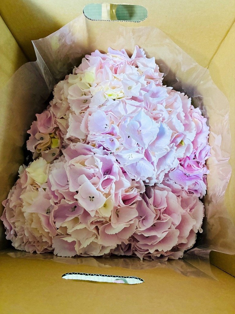 あじさいの鉢植え おまかせ 5号鉢 母の日に贈る花 アジサイ