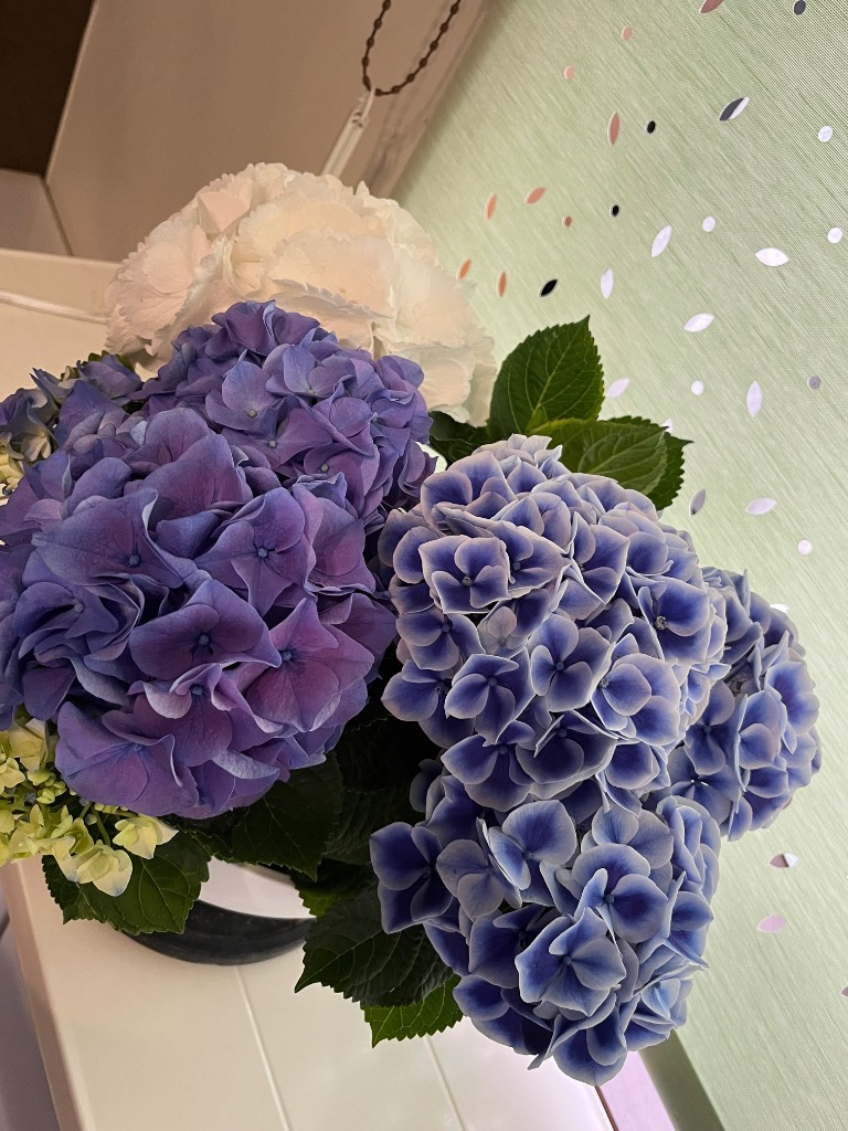 【専用商品】　アジサイ　8寸3鉢　紫陽花 産地直送 あじさいの鉢植え ディープパープル 5号鉢 母の日に