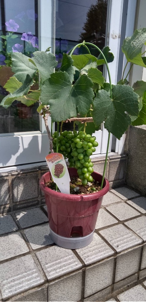 週末特価！3鉢価格！ぶどう　タノレッド　スチューベン　翡翠　苗　苗木　宿根草 ぶどう苗 ぶどう苗木 スチューベン ひすい タノレッド 3鉢価格 3