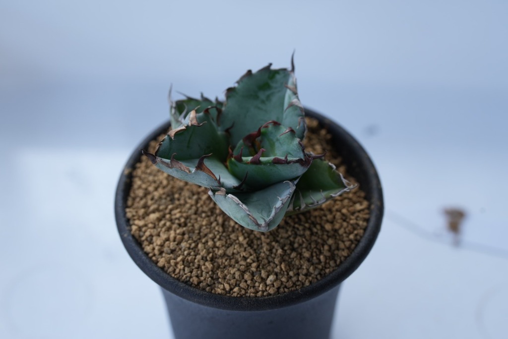 アガベ・チタノタ ブラックアンドブルー 7.5cm鉢 : カクタス長田 Yahoo