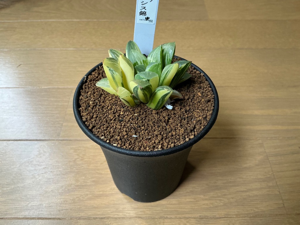 ハオルチア・ハイデルベルゲンシス錦 9cm鉢 : カクタス長田 Yahoo