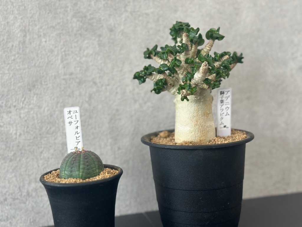 ユーフォルビア・オベサ 7.5cm鉢 : カクタス長田 Yahoo!ショッピング店