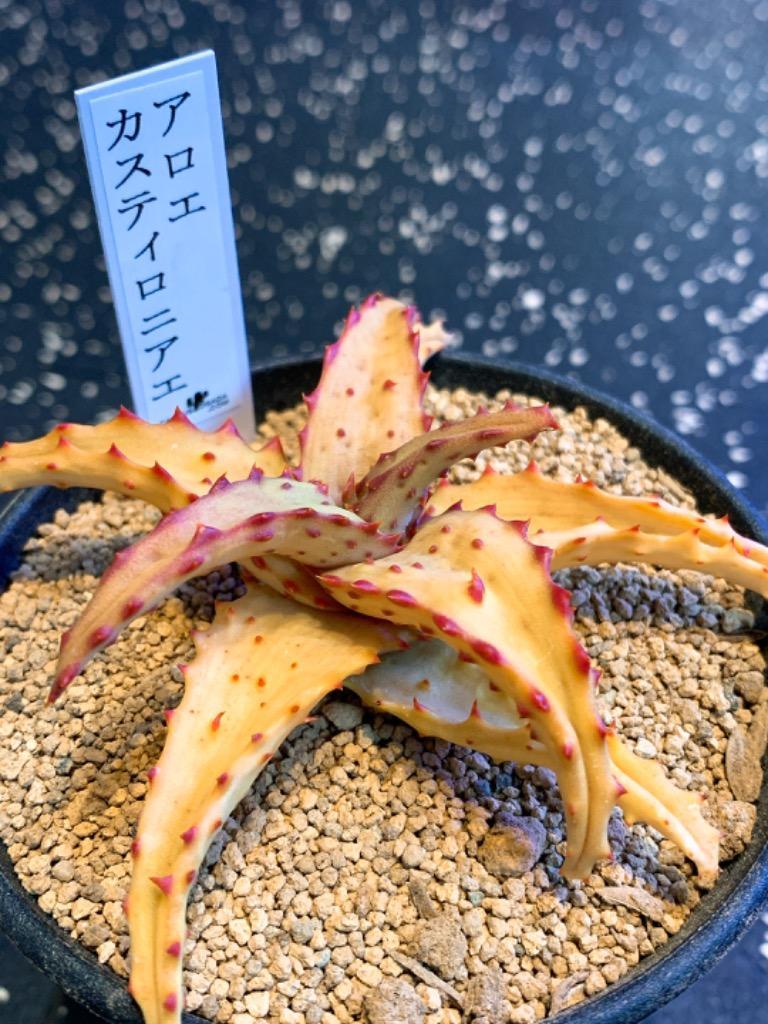 アロエ・カスティロニアエ 9cm鉢 : カクタス長田 Yahoo!ショッピング店